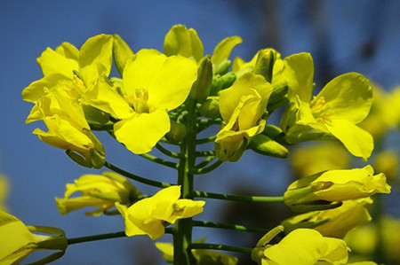 油菜花