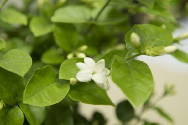 刚买的茉莉花掉苞是怎么回事