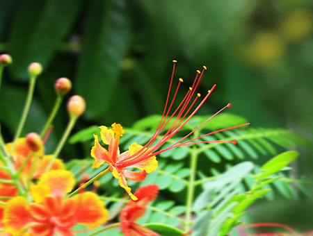 金凤花植株