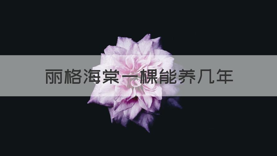 丽格海棠一棵能养几年 （干货）