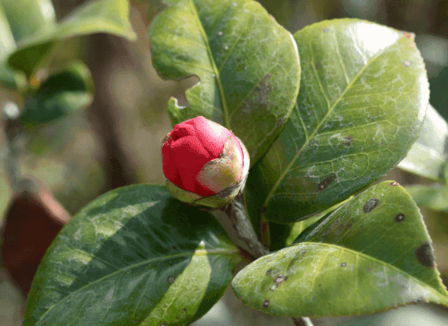 茶花不开花