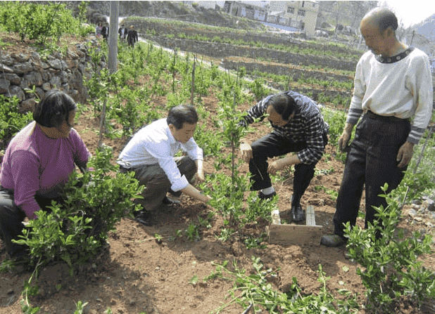 农户修剪金银花