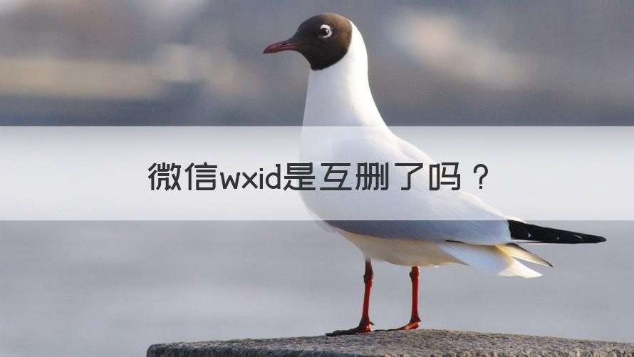 微信号变成wxid是不是互删了 微信wxid是互删了吗？（记得收藏）