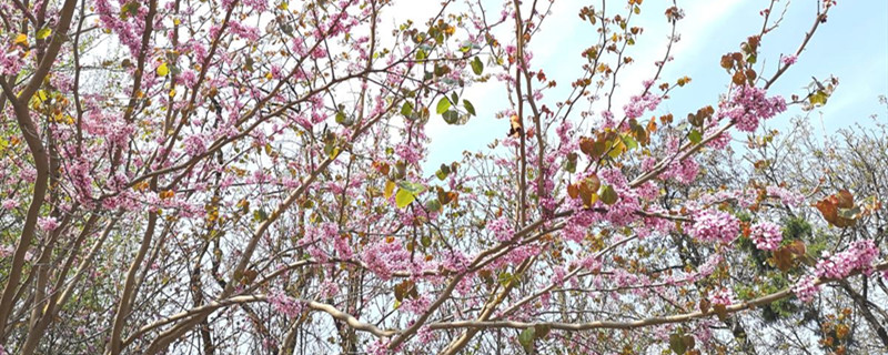 桃花什么季节开，桃花像什么