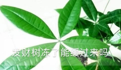 发财树冻了能缓过来吗，冻了怎么浇水