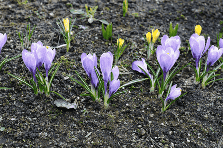 藏红花