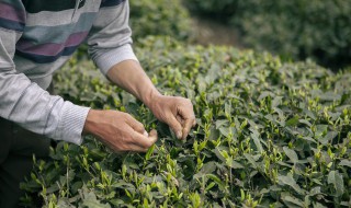 高山铁观音茶什么季节喝好 铁观音茶适合什么季节喝