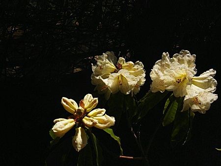 露珠杜鹃植株