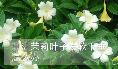 非洲茉莉叶子发软下垂怎么办