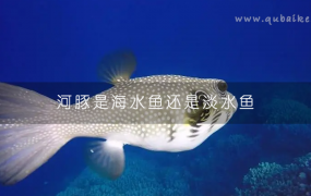 河豚是海水鱼还是淡水鱼