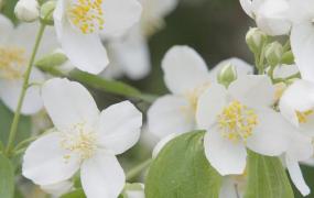 茉莉花掉叶子怎么办