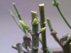 非洲茉莉枝芽