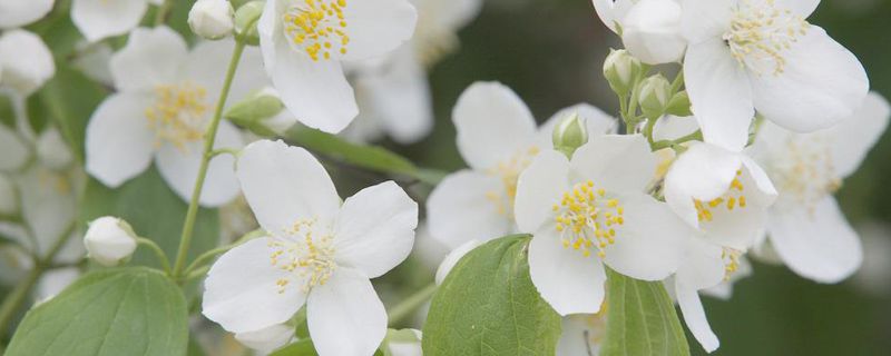 茉莉花可以放在卧室吗