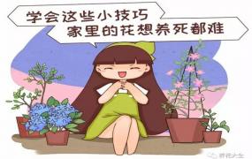 学会这20个小技巧，家里的花想养死都难！