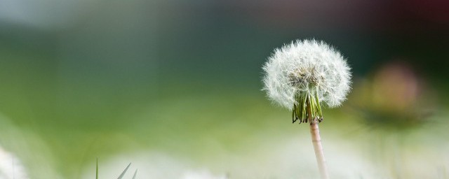 嫩蒲公英怎么吃 嫩蒲公英的吃法介绍