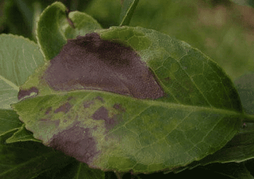 茶花炭疽病