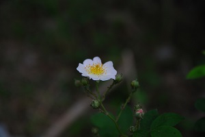 野蔷薇的花朵