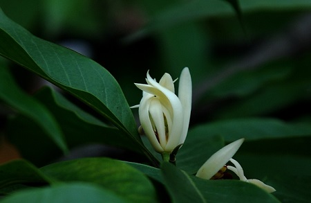 黄桷兰植株