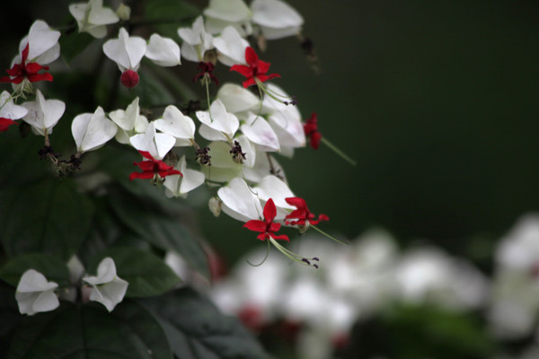 龙吐珠什么时候开花