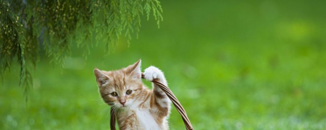 怎么给猫咪做鸡胸肉 给猫咪做鸡胸肉的方法