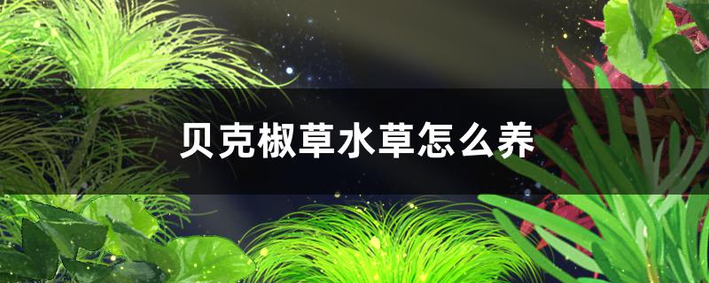 贝克椒草水草好养吗，怎么养