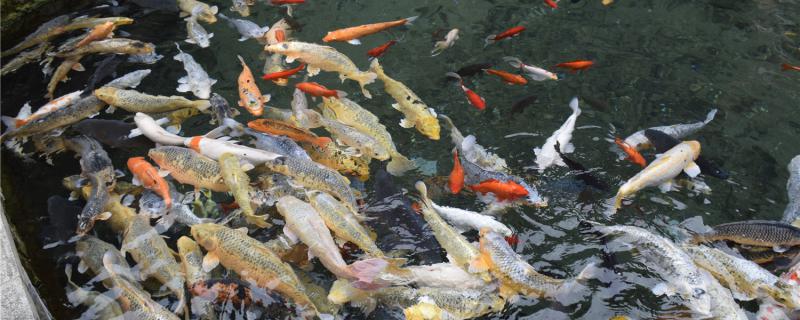 锦鲤水花喂什么饲料长得快，怎么养