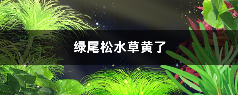 绿尾松水草黄了是什么原因，怎么处理