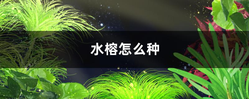 水榕怎么种，需要水草灯吗