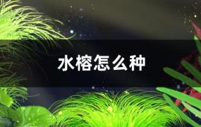 水榕怎么种，需要水草灯吗