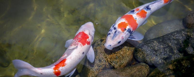 锦鲤会变色吗，怎么让锦鲤增色