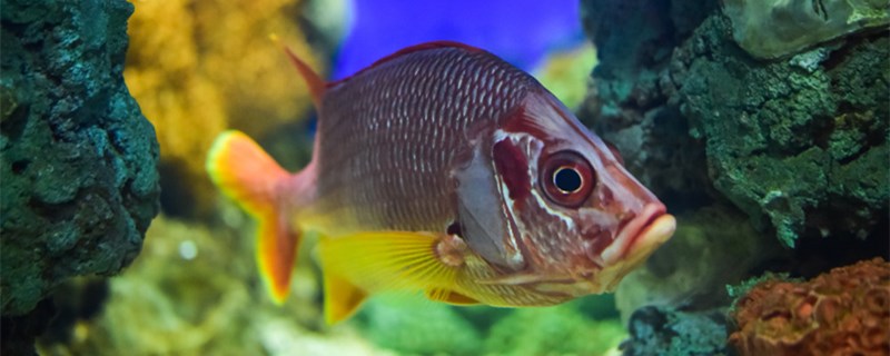 水族箱过滤器哪种好，用什么过滤比较好