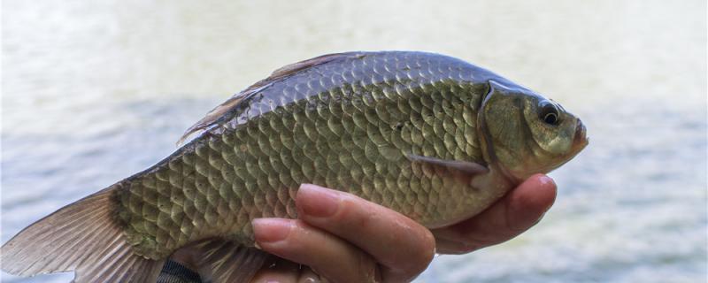 野钓鲫鱼用什么鱼钩最好，用什么鱼线最好