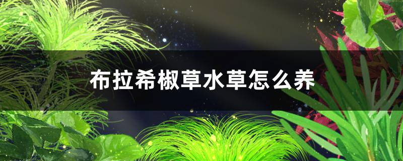 布拉希椒草水草好养吗，怎么养