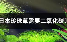 日本珍珠草需要二氧化碳吗，需要强光吗