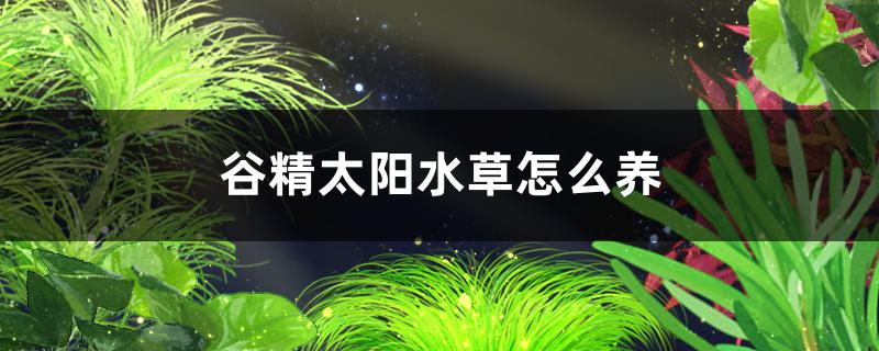 谷精太阳水草好养吗，怎么养