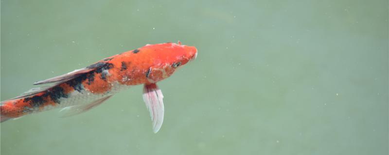 鱼池水发黄怎么办，怎么让鱼池变清