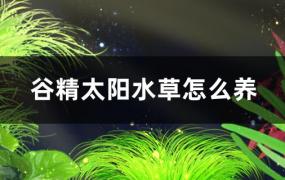 谷精太阳水草好养吗，怎么养