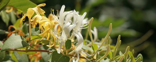 金银花茶有什么功效 金银花茶有哪些功效