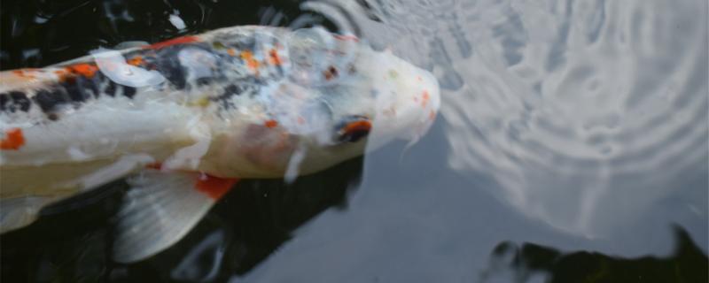 锦鲤鱼缸水浑浊怎么办，为什么水会变浑浊