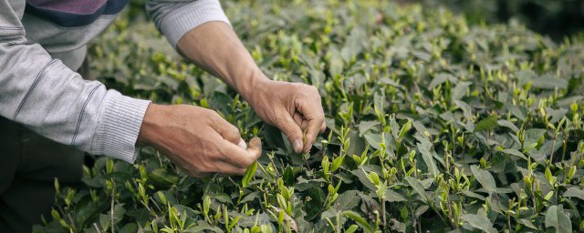 刚采的茶叶能不能直接泡茶喝 刚采摘的茶叶就可以泡水喝吗