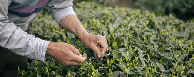 新鲜茶叶不炒晒干可以喝吗 新鲜茶叶不炒晒干是否可以喝