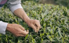 新鲜茶叶不炒晒干可以喝吗 新鲜茶叶不炒晒干是否可以喝