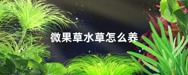 微果草水草好养吗，怎么养