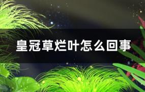 皇冠草烂叶是怎么回事，怎么处理