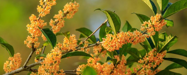 桂花茶和什么茶搭配好 桂花适合与哪些茶搭配呢