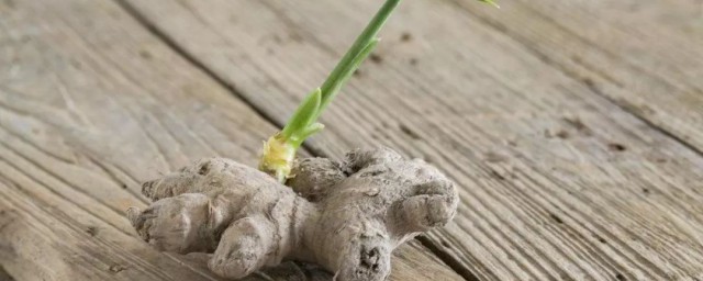 生姜发芽了还可以吃吗 生姜发芽了还能食用吗