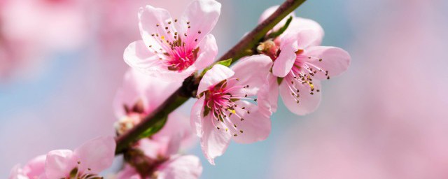 桃花泡酒怎么泡 桃花泡酒方法