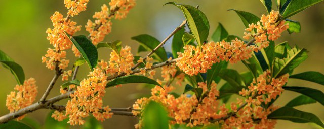 糖桂花泡水喝的功效与作用 糖桂花泡水喝有什么功效