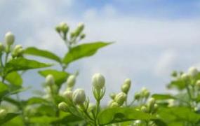 茉莉花茶有哪些种类 茉莉花茶有三种种类