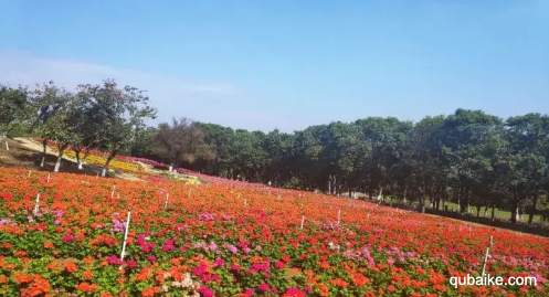 梦幻百花洲